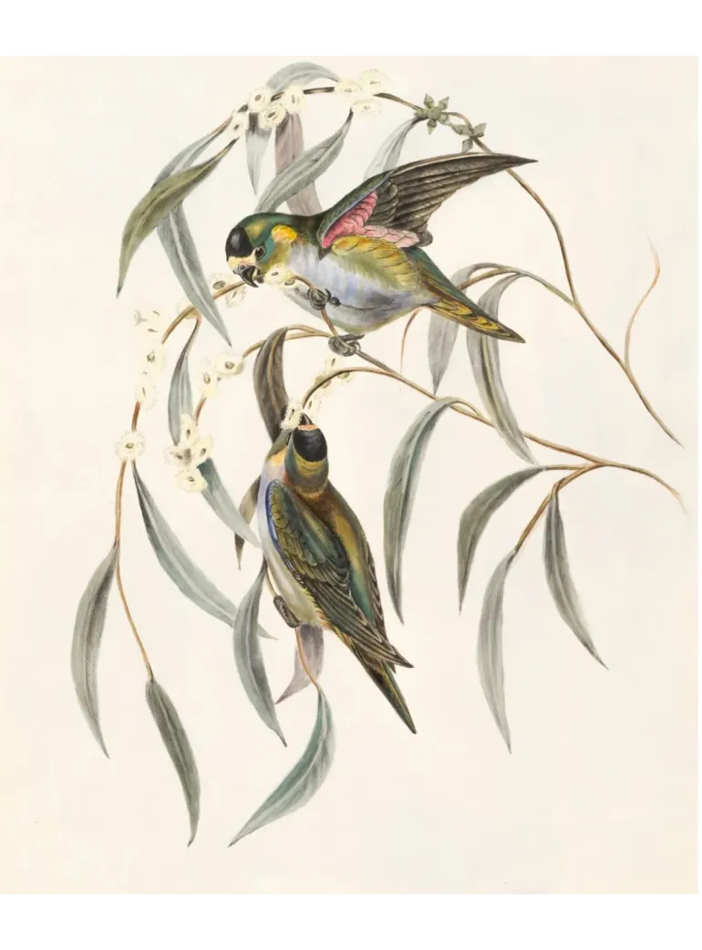 Twenty Four Birds - 2