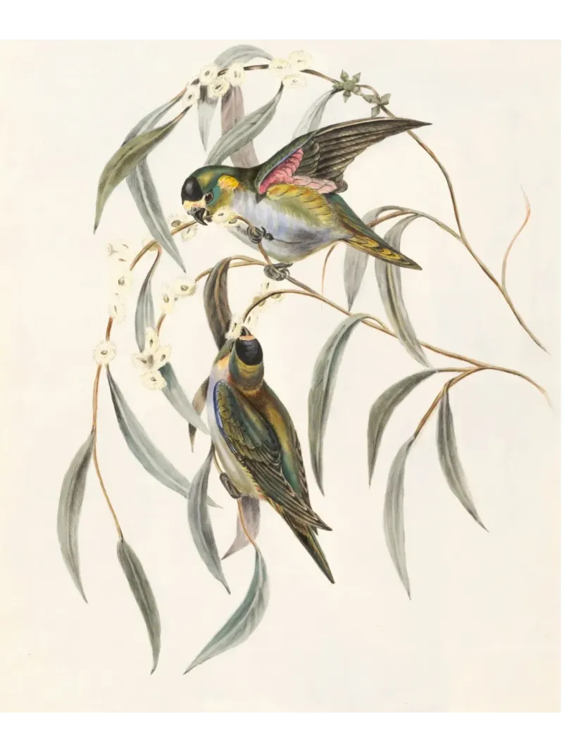 Twenty Four Birds - 2